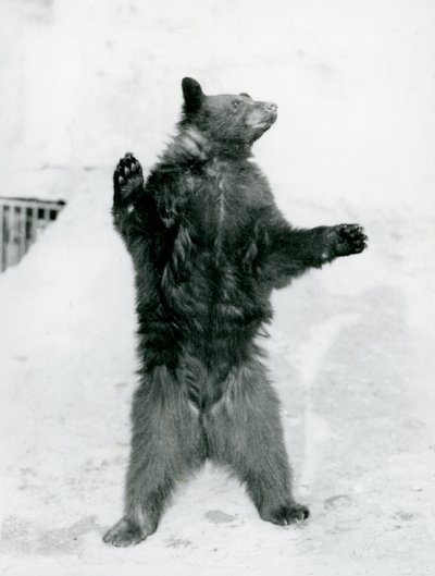 Een Zwarte Beer staand in zijn verblijf, op de Mappin Terrassen, in de London Zoo in 1917 door Frederick William Bond
